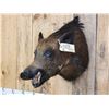 Image 3 : Wild Boar Hog Shoulder Mount Taxidermy