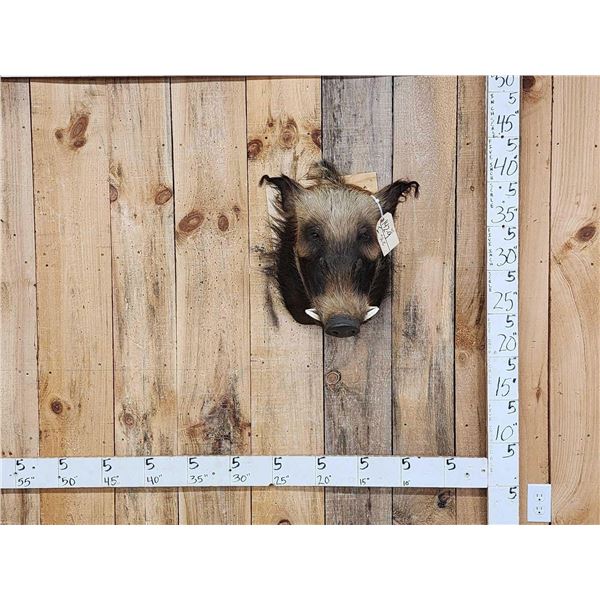 African Bush Pig Shoulder Mount Taxidermy
