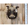 Image 2 : African Bush Pig Shoulder Mount Taxidermy
