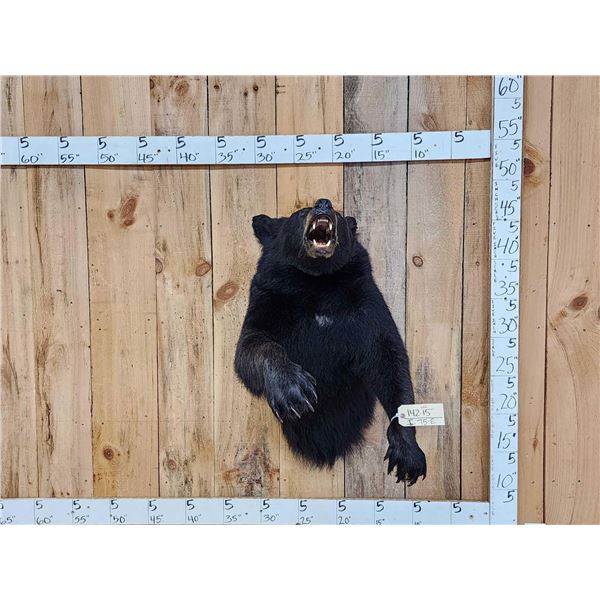 Black Bear Half Body Taxidermy Mount