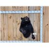 Image 1 : Black Bear Half Body Taxidermy Mount