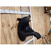 Image 2 : Black Bear Half Body Taxidermy Mount