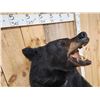 Image 3 : Black Bear Half Body Taxidermy Mount