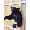 Image 4 : Black Bear Half Body Taxidermy Mount