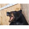 Image 5 : Black Bear Half Body Taxidermy Mount