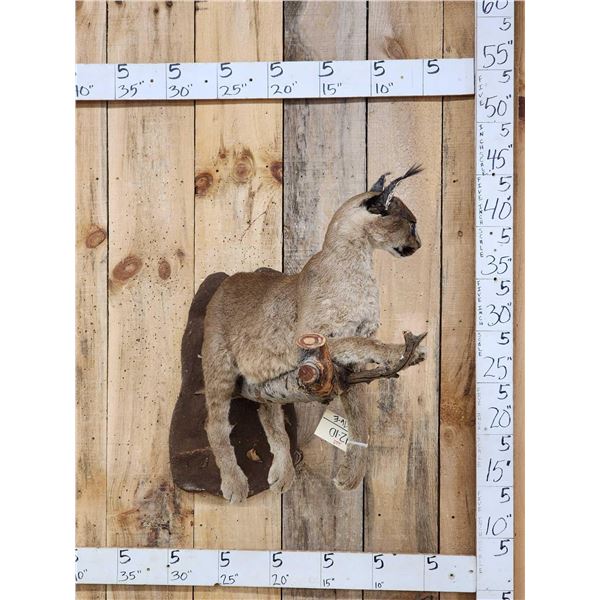 African Caracal Cat On A Limb Full Body Taxidermy Mount