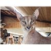 Image 3 : African Caracal Cat On A Limb Full Body Taxidermy Mount