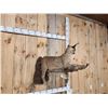 Image 5 : African Caracal Cat On A Limb Full Body Taxidermy Mount