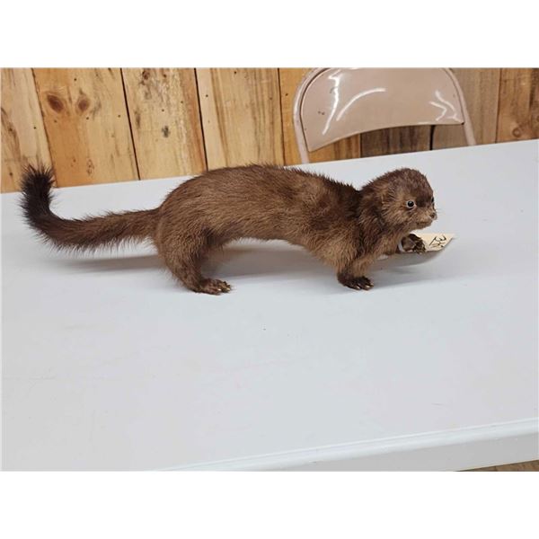 Mink Full Body Taxidermy Mount