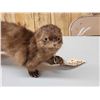 Image 2 : Mink Full Body Taxidermy Mount