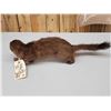 Image 3 : Mink Full Body Taxidermy Mount
