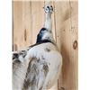 Image 3 : Beautiful Pied Peacock Full Body Bird Taxidermy