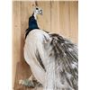 Image 5 : Beautiful Pied Peacock Full Body Bird Taxidermy
