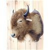Image 1 : American Bison Buffalo Shoulder Mount Taxidermy