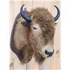 Image 2 : American Bison Buffalo Shoulder Mount Taxidermy
