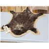 Image 3 : Porcupine Rug On Plaque Taxidermy