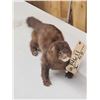 Image 1 : Mink Full Body Taxidermy Mount
