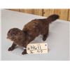 Image 3 : Mink Full Body Taxidermy Mount