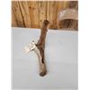 Image 3 : Weasel On Driftwood Taxidermy