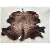 Image 2 : American Bison Buffalo Robe Taxidermy