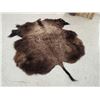 Image 3 : American Bison Buffalo Robe Taxidermy