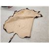 Image 4 : American Bison Buffalo Robe Taxidermy