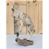 Image 1 : Baby Coyote Puppy Playing With A Feather Full Body Taxidermy Mount