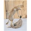 Image 3 : Baby Coyote Puppy Playing With A Feather Full Body Taxidermy Mount