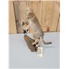 Image 4 : Baby Coyote Puppy Playing With A Feather Full Body Taxidermy Mount