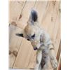 Image 5 : Baby Coyote Puppy Playing With A Feather Full Body Taxidermy Mount