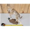 Image 6 : Baby Coyote Puppy Playing With A Feather Full Body Taxidermy Mount