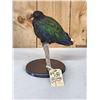 Image 1 : Asian Nicobar Pigeon Full Body Bird Taxidermy