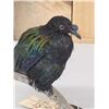 Image 4 : Asian Nicobar Pigeon Full Body Bird Taxidermy