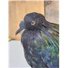 Image 5 : Asian Nicobar Pigeon Full Body Bird Taxidermy