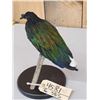 Image 6 : Asian Nicobar Pigeon Full Body Bird Taxidermy