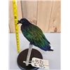 Image 7 : Asian Nicobar Pigeon Full Body Bird Taxidermy