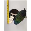 Image 8 : Asian Nicobar Pigeon Full Body Bird Taxidermy