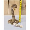 Image 2 : Rattlesnake Full Body Taxidermy Mount