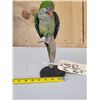 Image 8 : Green Cheeked Conure Full Body Bird Taxidermy