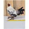 Image 1 : Barnyard Chicken Full Body Bird Taxidermy