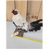 Image 3 : Barnyard Chicken Full Body Bird Taxidermy