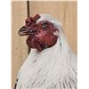 Image 4 : Barnyard Chicken Full Body Bird Taxidermy
