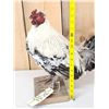 Image 5 : Barnyard Chicken Full Body Bird Taxidermy