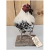 Image 6 : Barnyard Chicken Full Body Bird Taxidermy