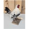 Image 7 : Barnyard Chicken Full Body Bird Taxidermy