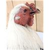 Image 8 : Barnyard Chicken Full Body Bird Taxidermy