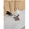 Image 9 : Barnyard Chicken Full Body Bird Taxidermy