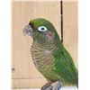 Image 2 : Monk Parakeet Full Body Bird Taxidermy