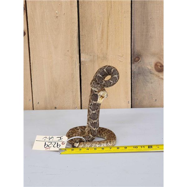Diamondback Rattlesnake Full Body Taxidermy Mount