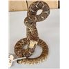 Image 4 : Diamondback Rattlesnake Full Body Taxidermy Mount